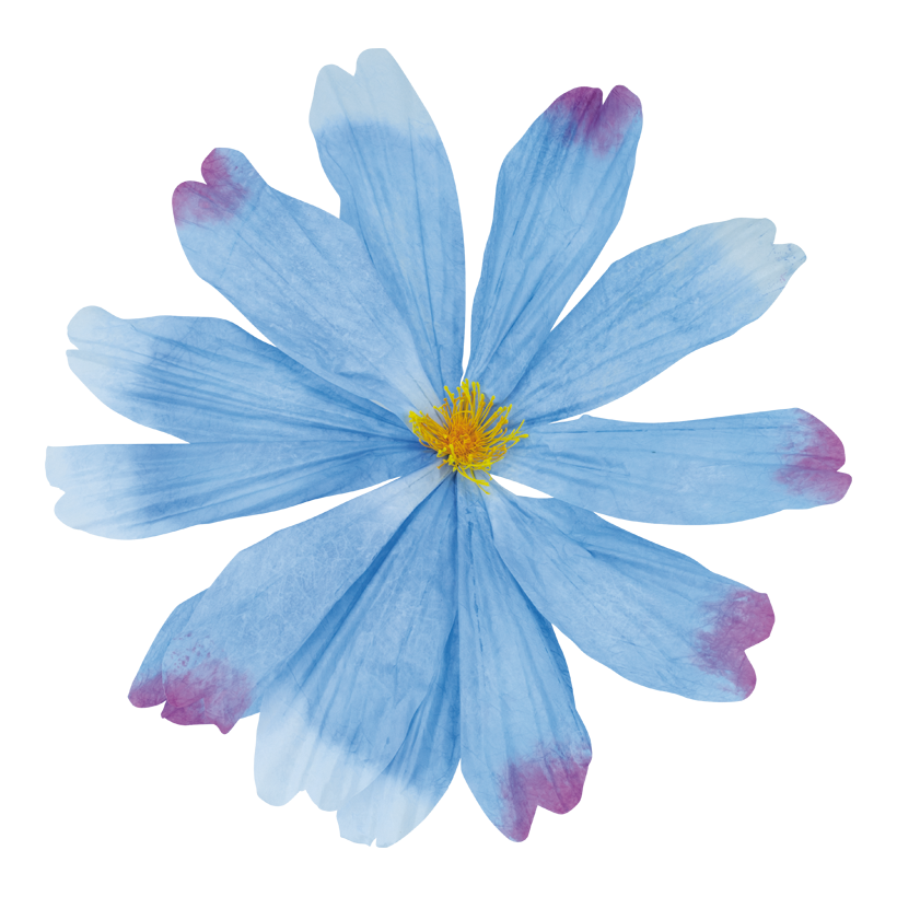 Cosmea blomhuvud Ø 80cm av papper med kort stjälk