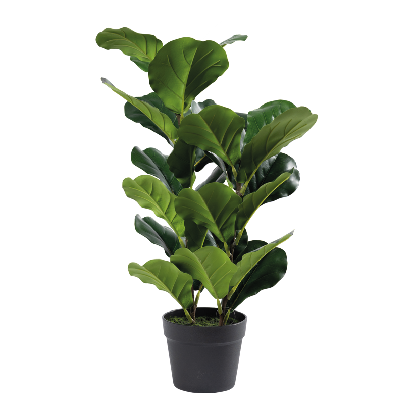 Product6