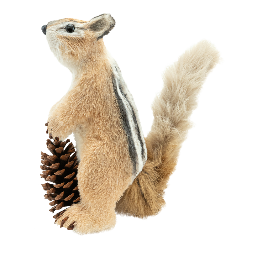 Ekorre 30x29x15cm echte Tannenzapfen: Ø 11cm av syntetfiber/styrofoam/fuskpäls stående