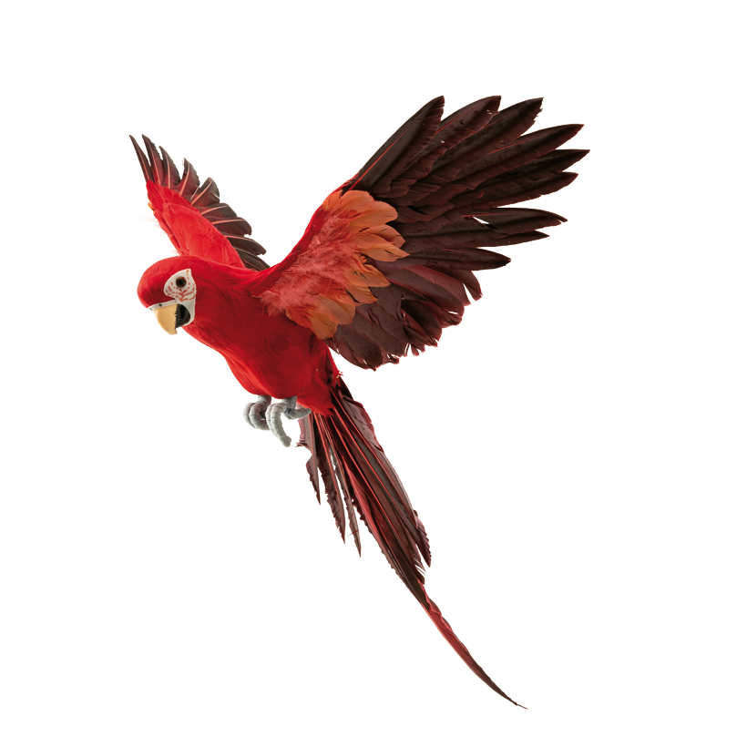 Papegoja, 56x53cm 3 st, av fjädrar, flygande