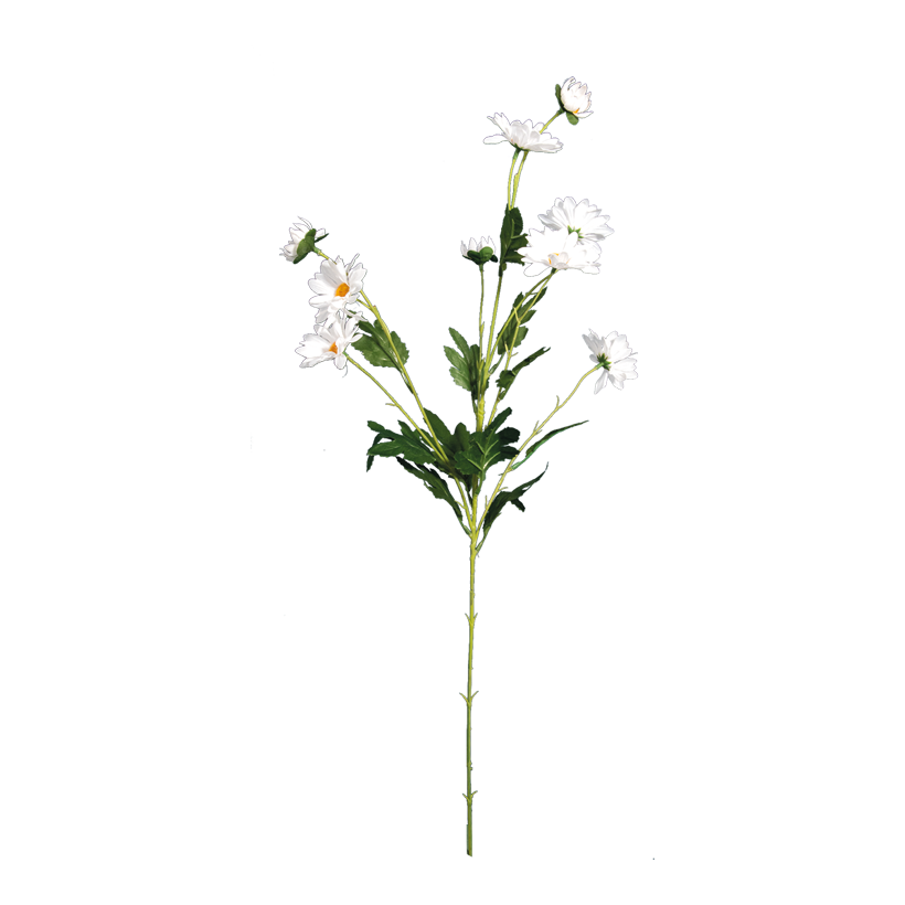 Prästkrage-kvist 80cm 5-sidig