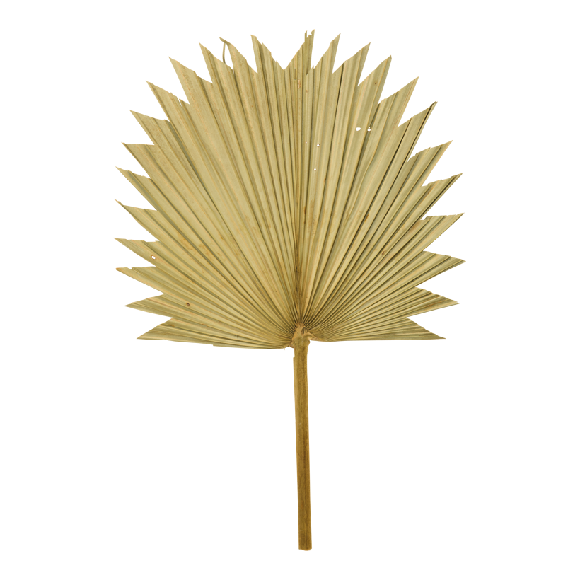 Palmblad 55x36cm av naturmaterial