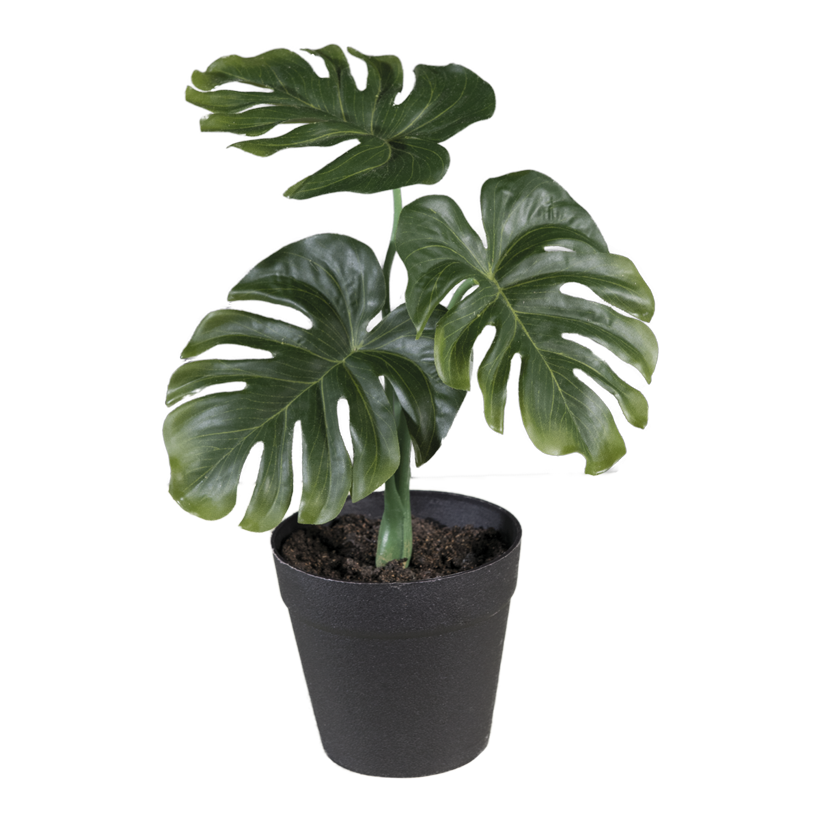 Filodendron i kruka 28cm