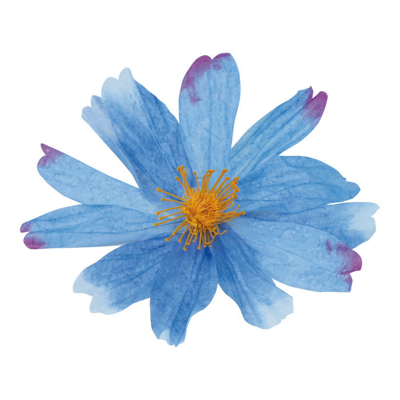 Cosmea blomhuvud Ø 40cm av papper med kort stjälk