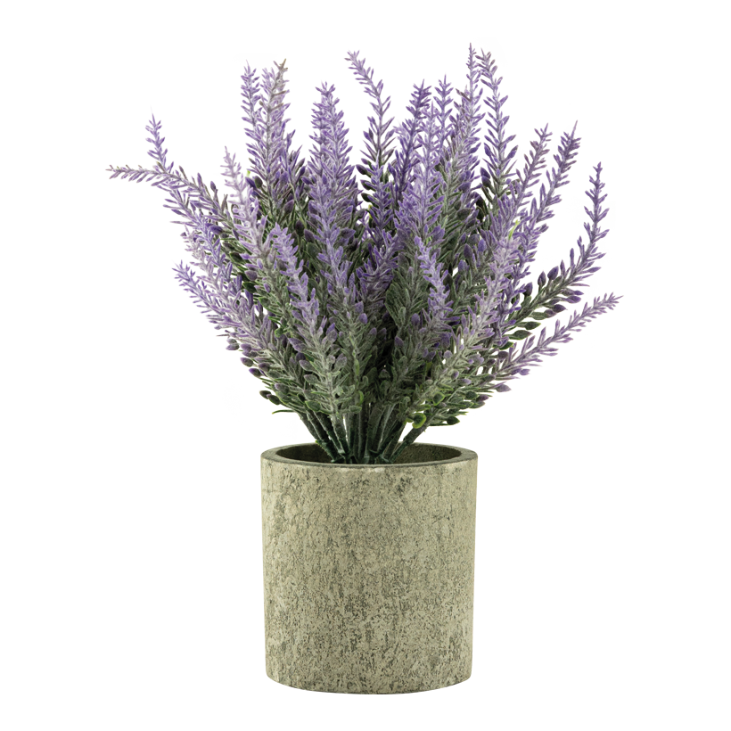 Lavendel i kruka 22cm Topf: Ø 7,5cm av plast