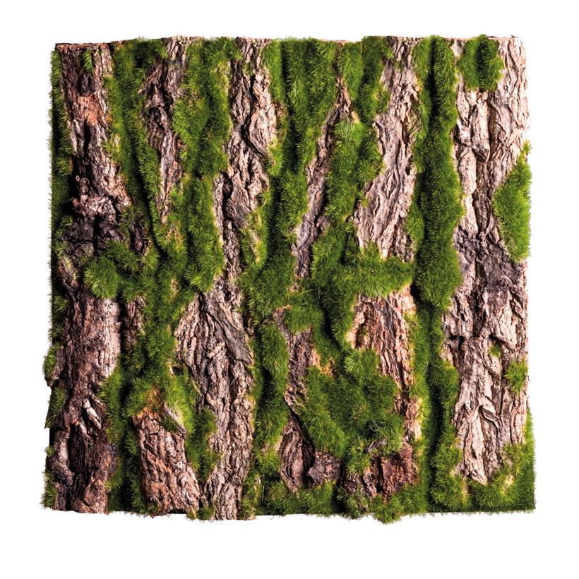 Barkpanel 30x30cm täckt med mossa med riktig bark