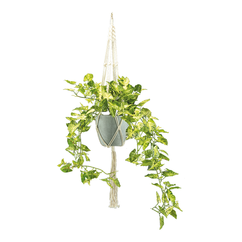Murgröna H: 90cm Ø 17cm i kruka med rephängare