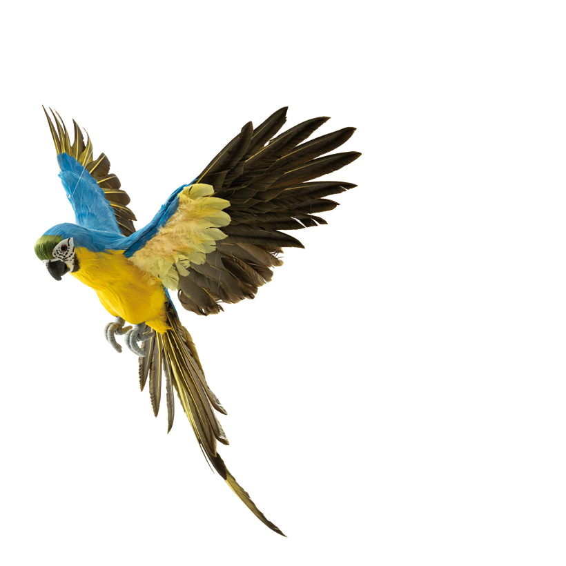 Papegoja, 56x53cm 3 st, av fjädrar, flygande