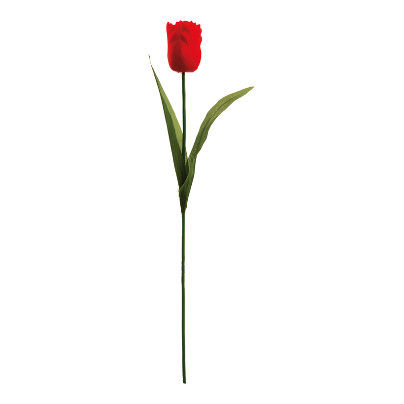 Tulpan 50cm