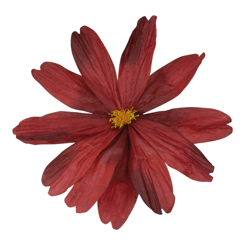 Cosmea head, Ø 80cm out of paper, with short stem