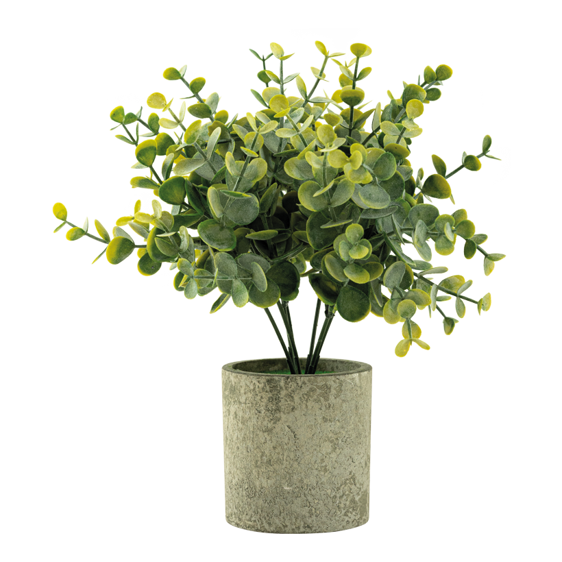 Eukalyptus i kruka 24cm Topf: Ø 7,5cm av plast