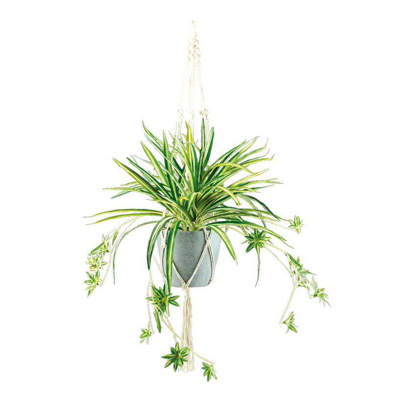 Spindelväxt H: 90cm Ø 17cm i kruka med rephängare