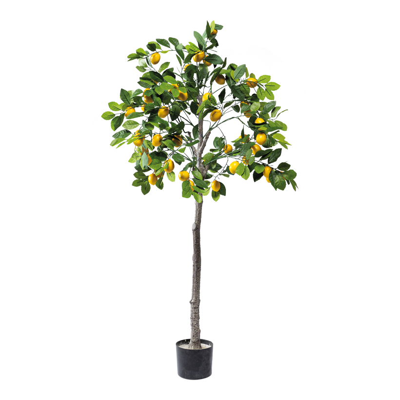 Citronträd i kruka 150cm Topf: Ø 15cm, av plast