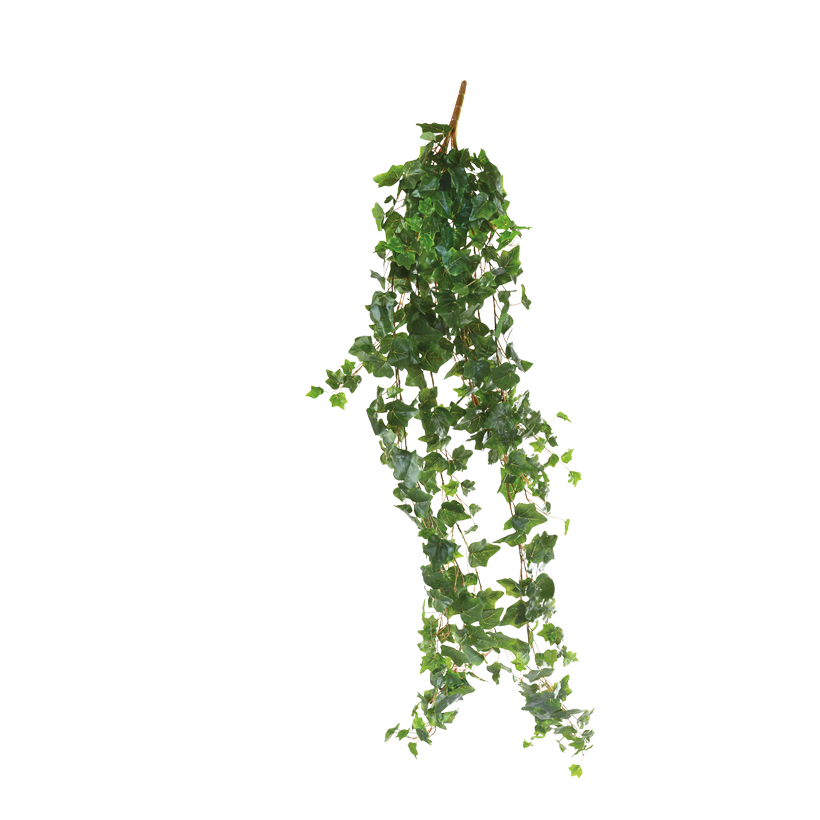 Murgröna ranka 120cm 13-sidig