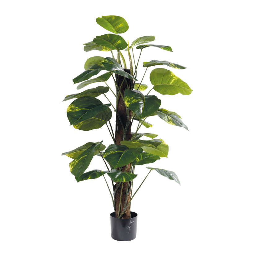 Product5