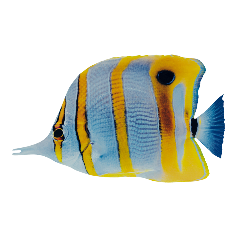 Tropisk fisk 20x12cm, tryckt dubbelsidigt trä, med hängare
