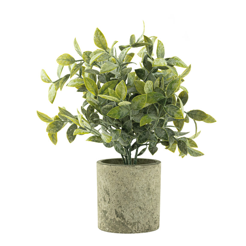 Grön växt i kruka 22cm Topf: Ø 7,5cm av plast