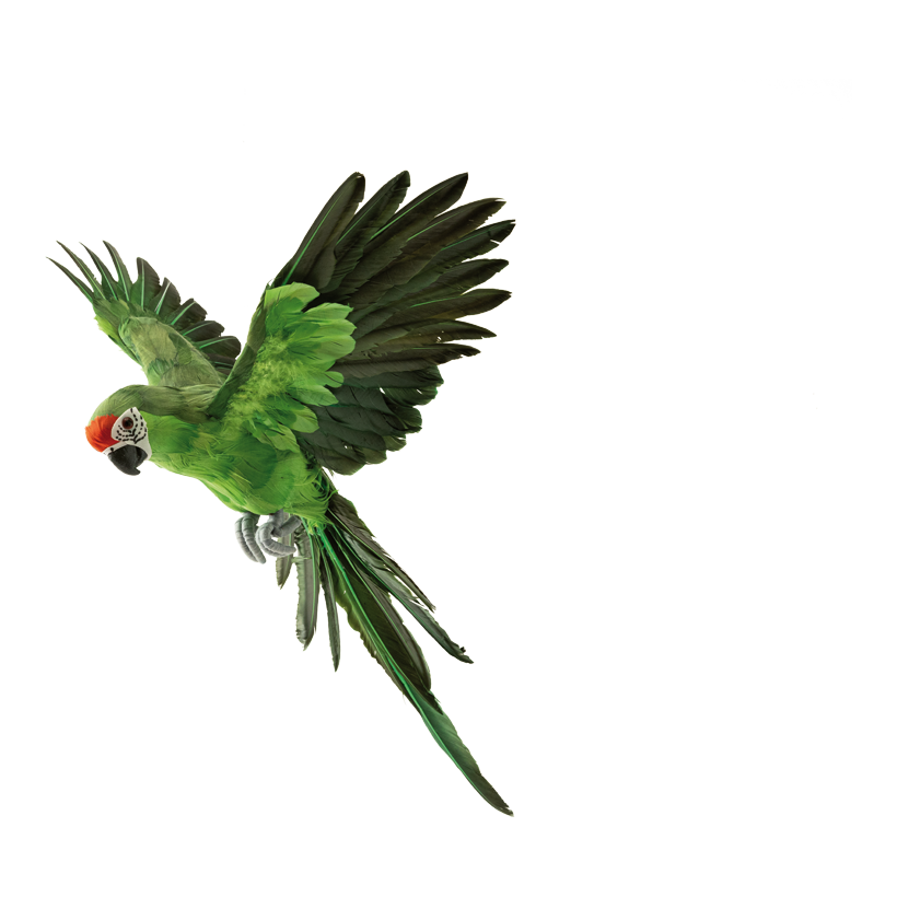 Papegoja, 56x53cm 3 st, av fjädrar, flygande