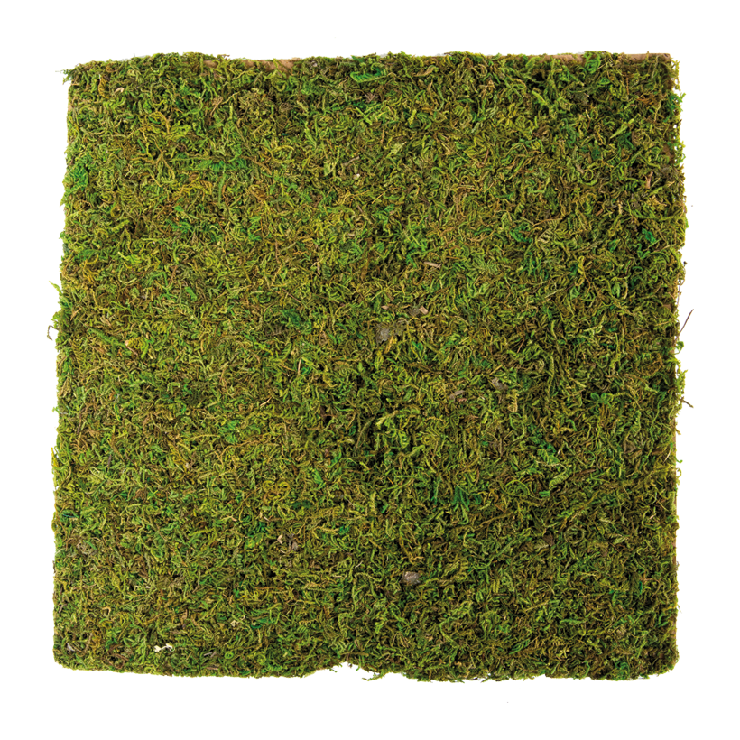 Mossplatta 30x30cm naturlig mossa på pappersbas
