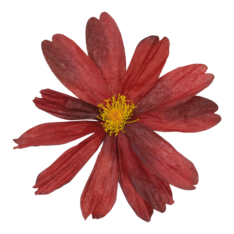 Cosmea head, Ø 60cm out of paper, with short stem