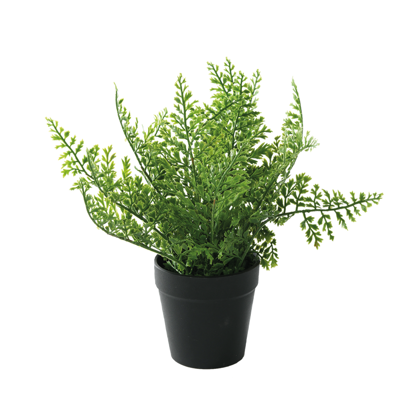 Selleri i kruka 26cm