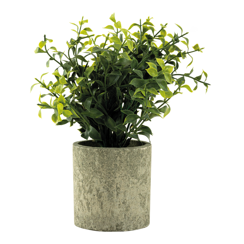 Grön växt i kruka 20cm Topf: Ø 7,5cm av plast